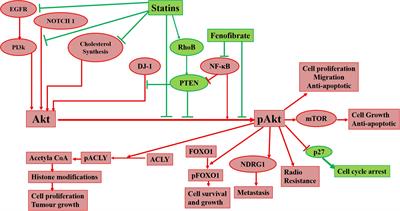 Cholesterol-Lowering Drugs on Akt Signaling for Prevention of Tumorigenesis